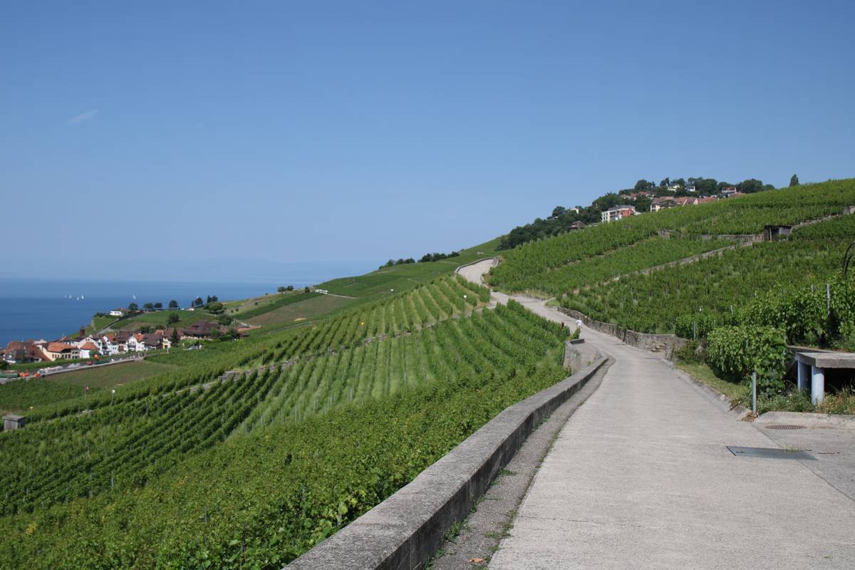 A winding concrete road goes along the edges of terraced fields of grapes