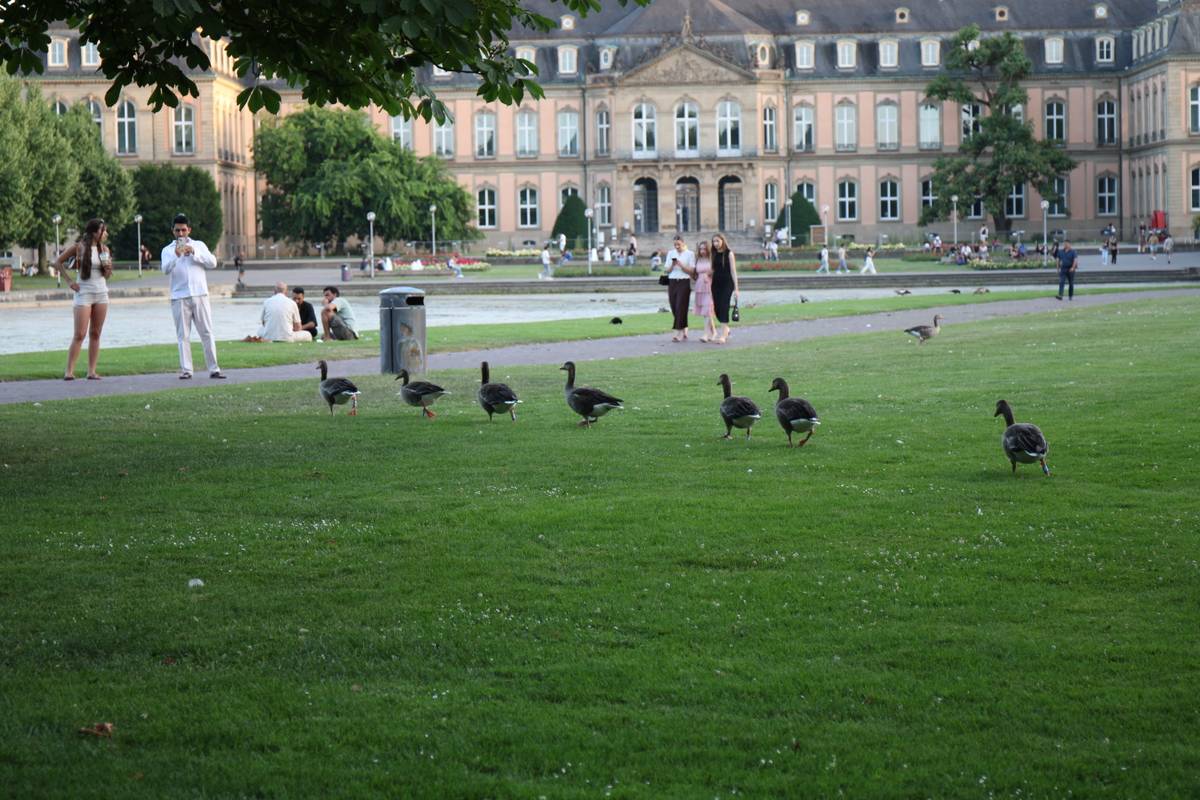 A group of ducks walks single file across a park lawn